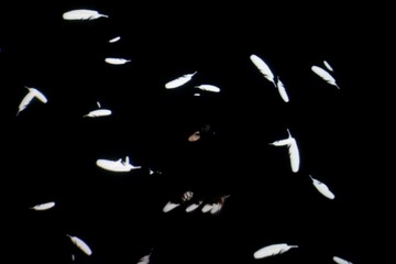 IMG_8730.jpg