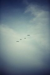 IMG_7862.jpg
