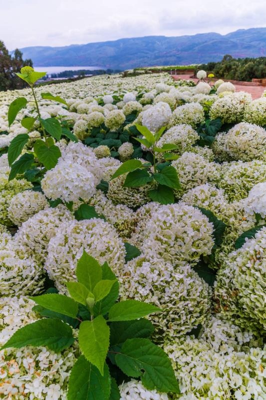南国花园位于昆明市阳宗海,地域上已经算是玉溪市了,在百度地图上搜索