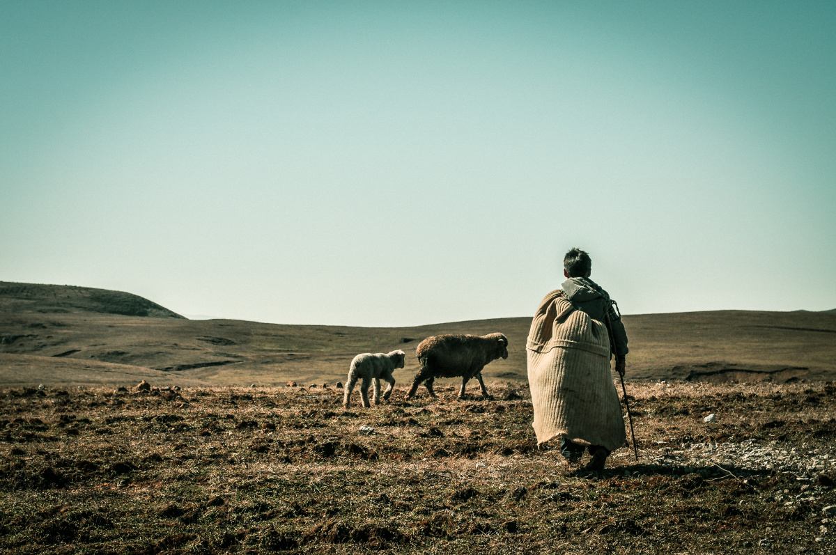 山包已开始寒冷荒芜,放羊少年的小小身影却依旧身披羊毛毡,手持放羊鞭