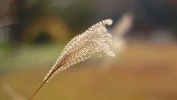 IMG_4258.jpg