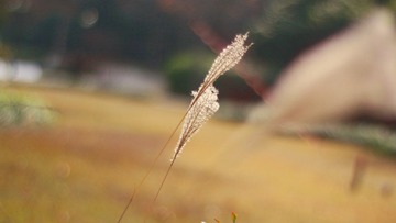 IMG_4264.jpg