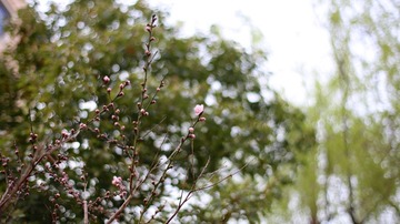 IMG_1154.jpg