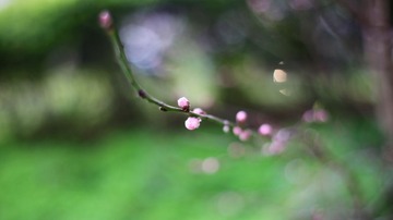 IMG_1158.jpg