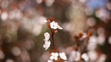 IMG_1267.jpg