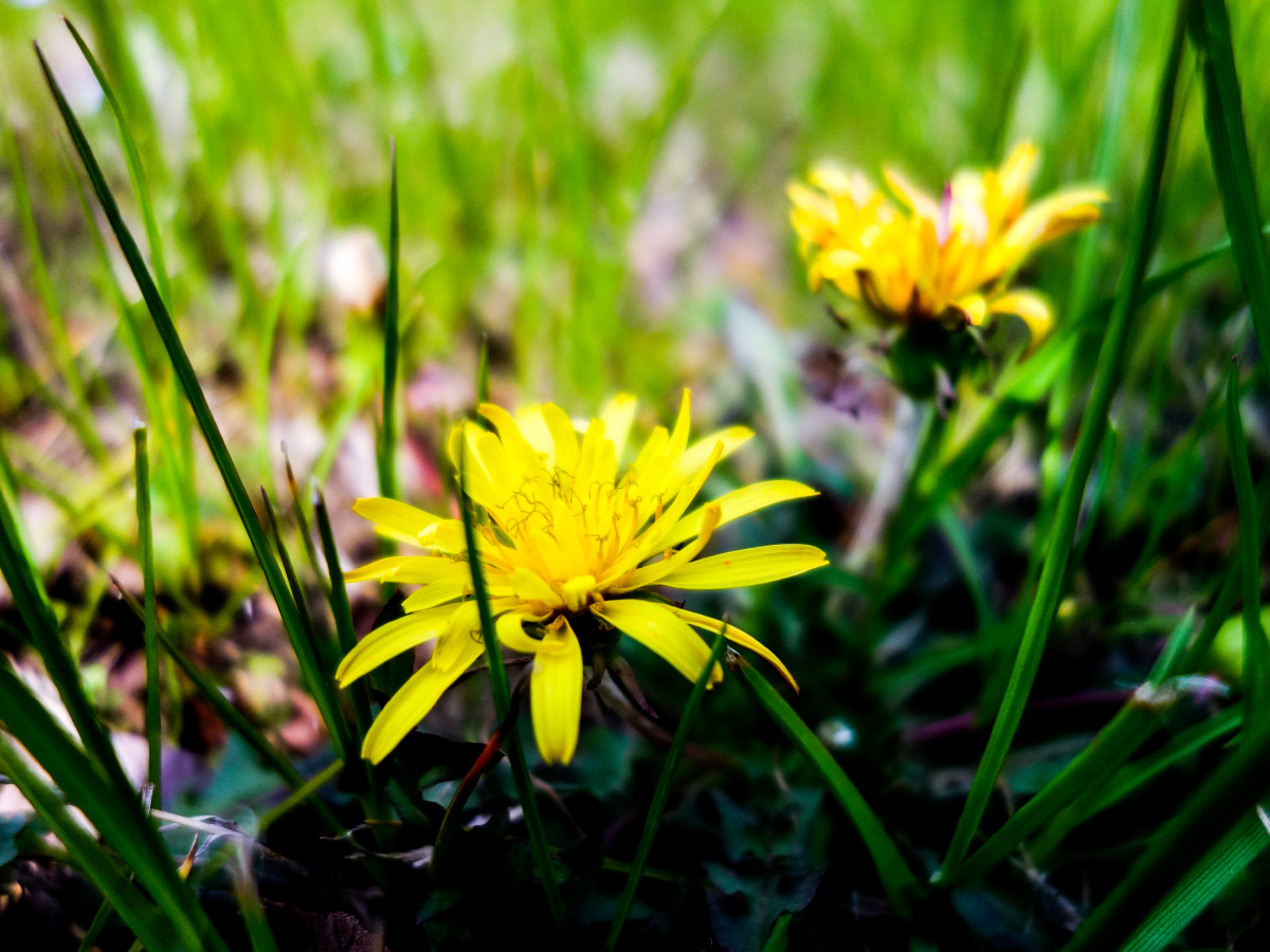 路边的小花小草们
