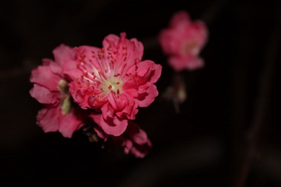 桃花<br />
