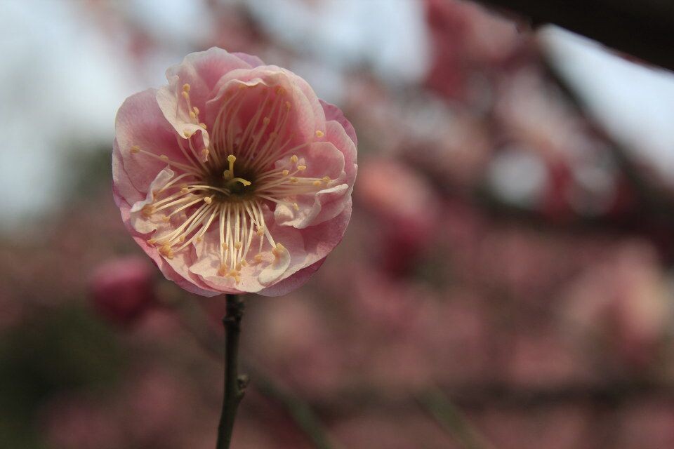 梅花<br />

