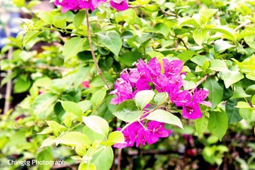 勒杜鹃2