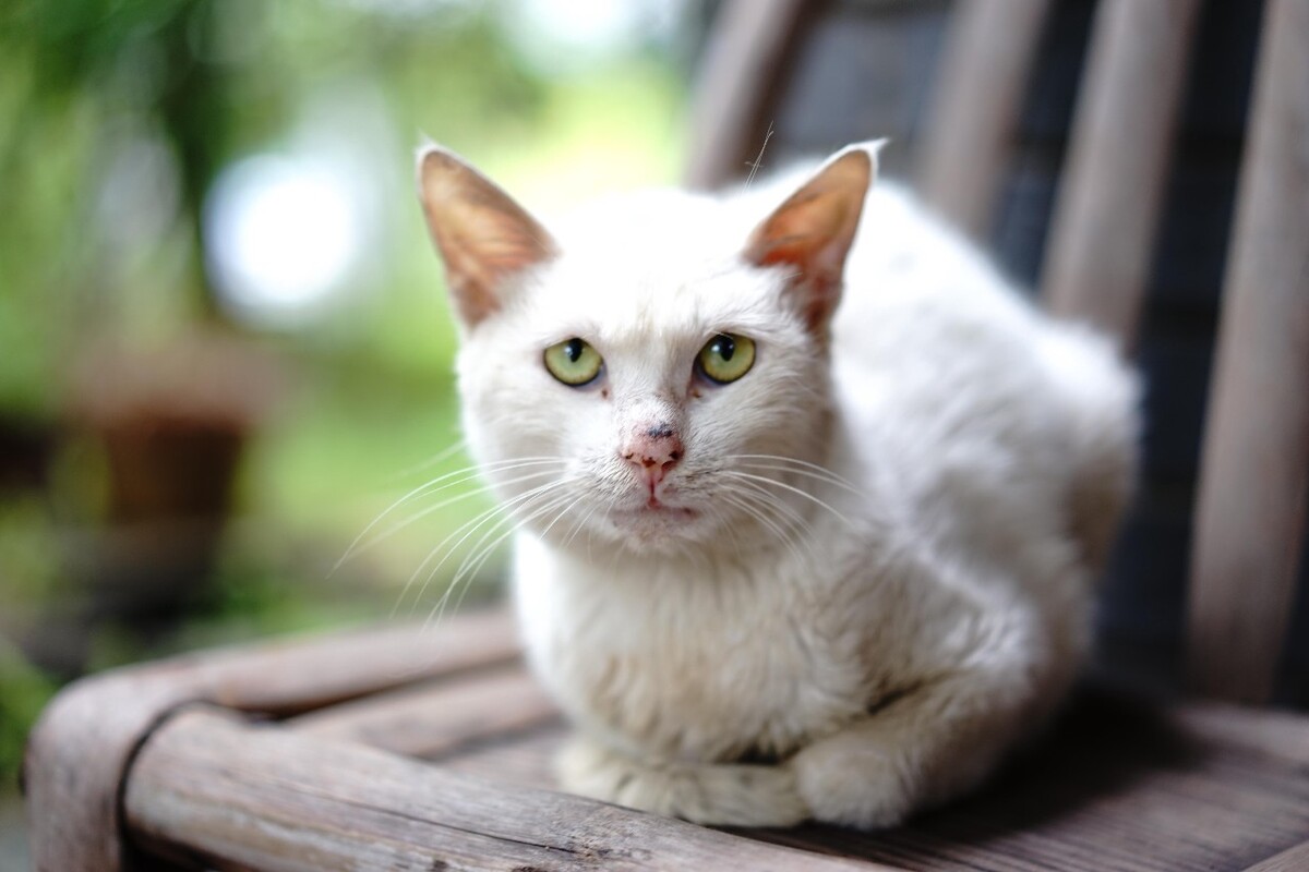 家门口的猫,很怕我,怕是早不认识我了。714