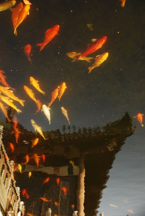 天空中的鱼 br />