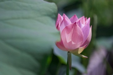 荷花3