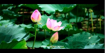 电影色尝试