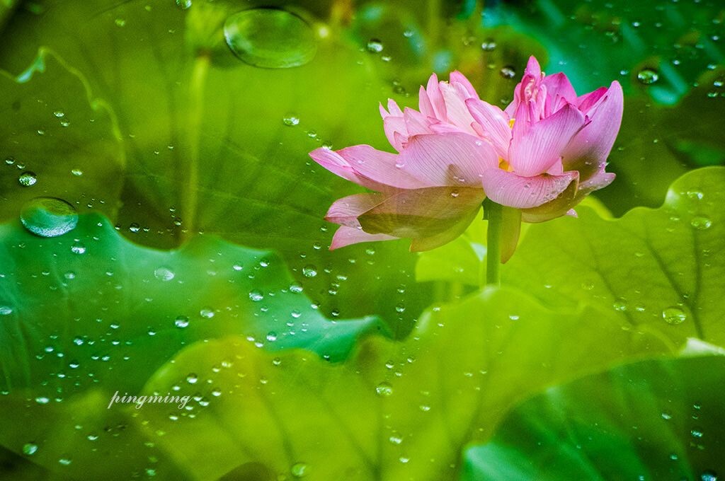 雨荷