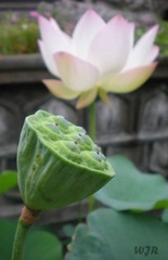 生生不息