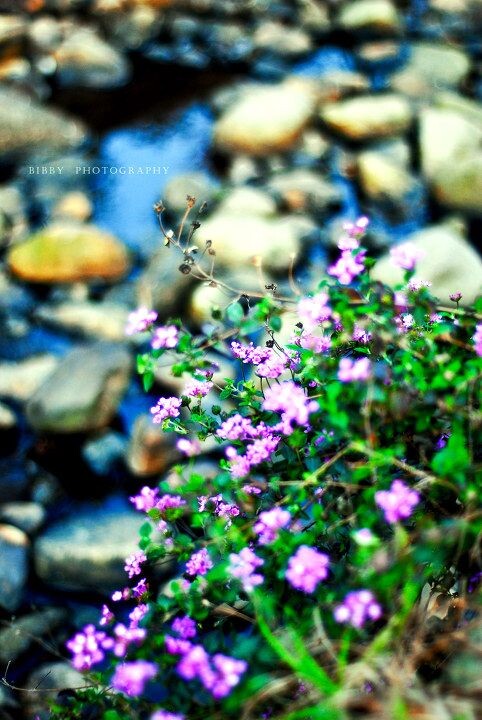 水边花<br />
