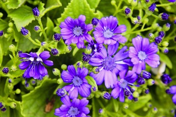 JENNY FLOWER