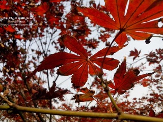 IMG_20121117_123025