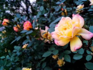 IMG_20140426_182502