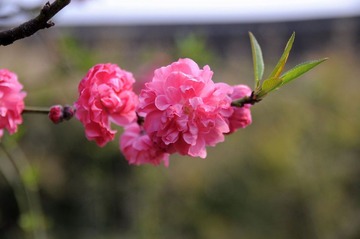 花红柳绿