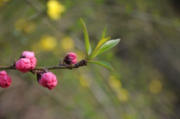 花红柳绿