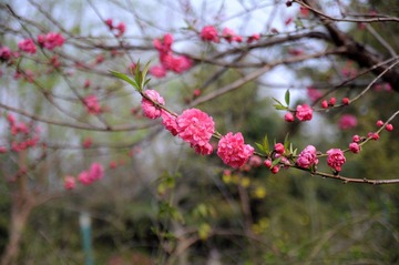 花红柳绿