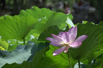 _DSC0666