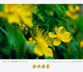 金丝海棠