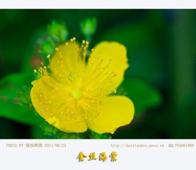 金丝海棠