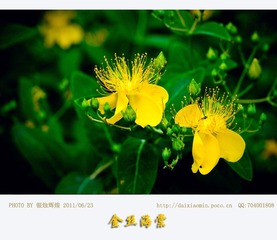 金丝海棠