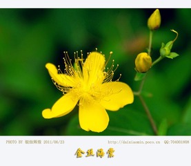 金丝海棠