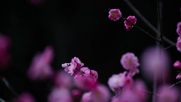 CK2A6295