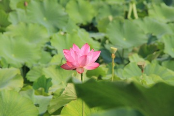 绽放