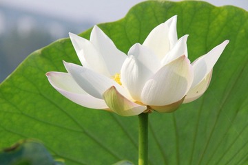 亭亭玉立