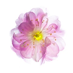 花非花