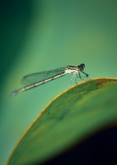 8F950E51-026D-46CA-9BC4-9F236A7F1DFA/L0/001