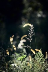 E8870538-4959-49C1-8DCD-9F1B9EA3AD6D/L0/001