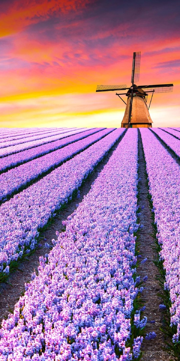 薰衣草 - 摄影师153549771000192