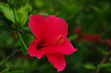 莲花山