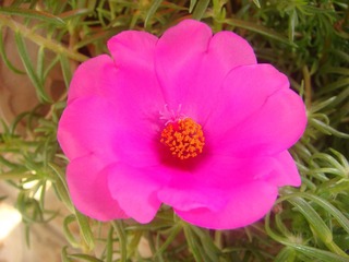 蚂蚁花