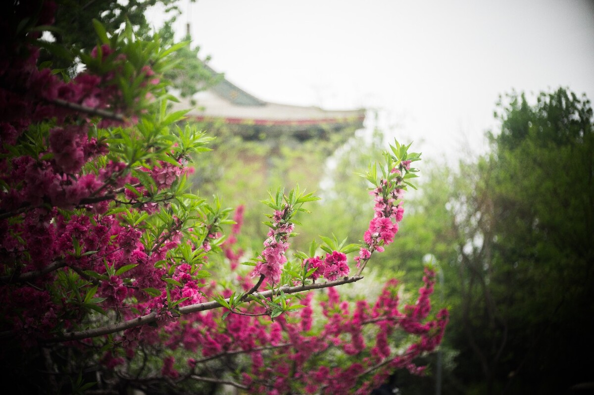 花有归宿,与树在一起才有生命。