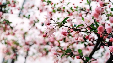 花