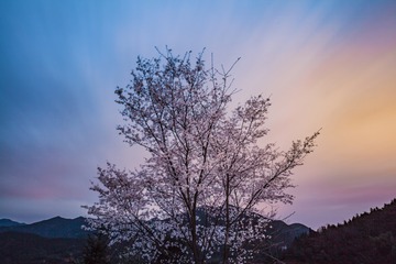 夜樱