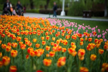 _DSC7460