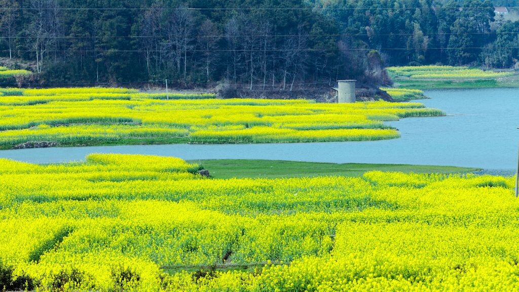 花亭湖的春天