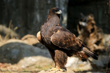 as_IMG_7100