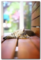 1年前去鼓浪屿拍的小猫 翻出来重新修修