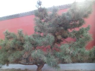 SAM_6665