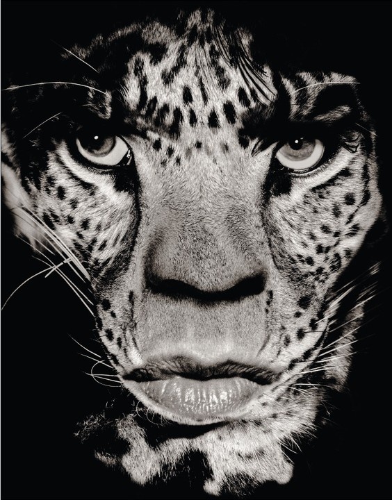 艾伯特.沃森<br />
