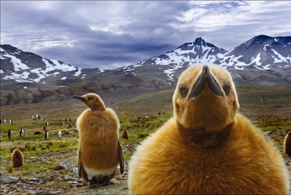 阿特.沃尔夫<br />
